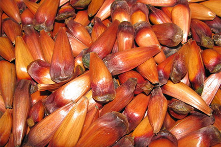 Pinhões