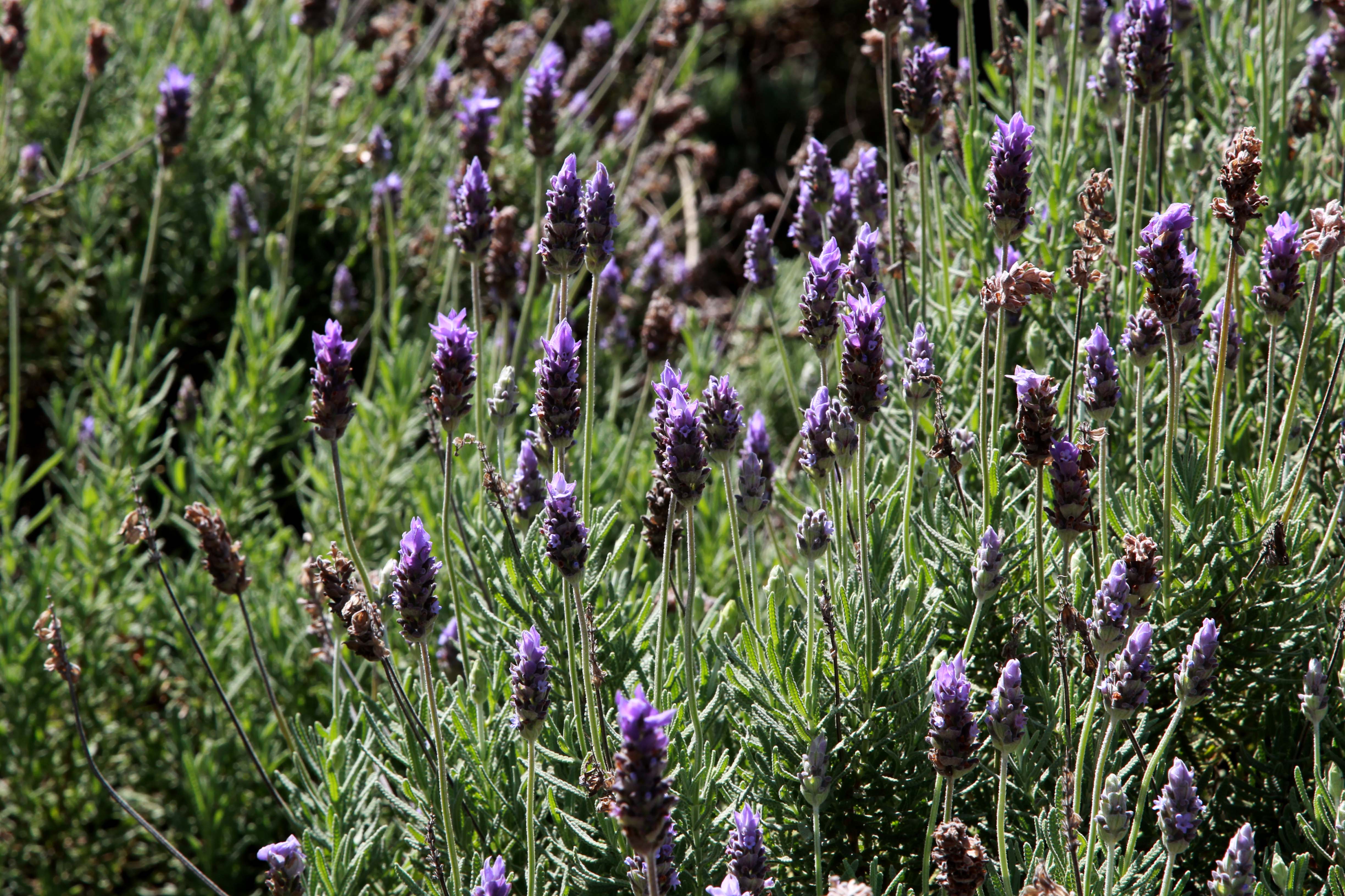 lavanda
