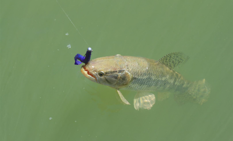 Pesca esportiva na Represa do Baixo Iguaçu incentiva turismo náutico no Paraná