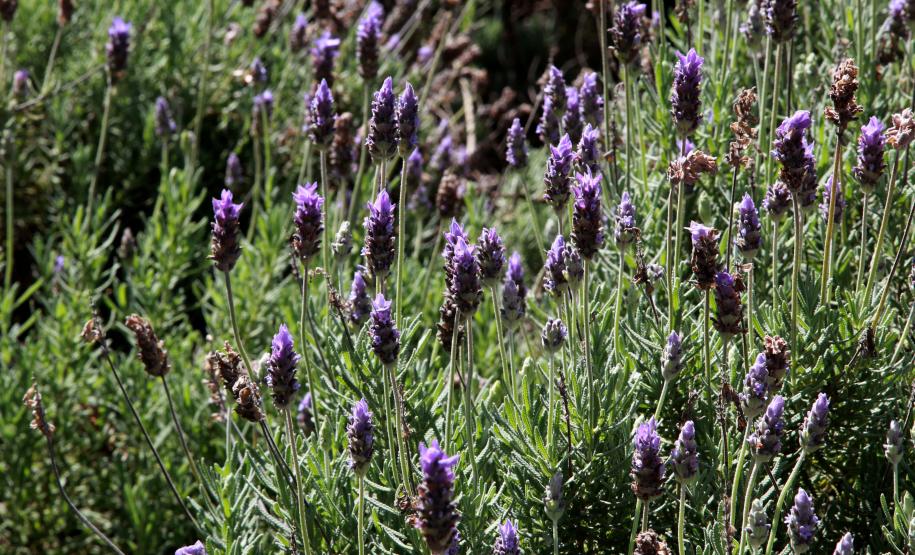 lavanda